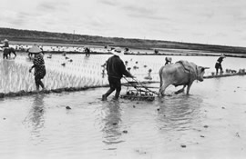 A farmer plows a rice paddy with an ox.