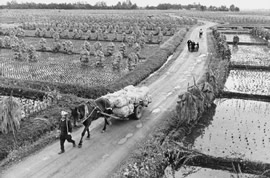 A farmer and a horse-drawncart on a road between rice fields.