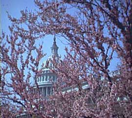 青空の下、桜が満開で、背後には緑色の議事堂の建物がそびえています。