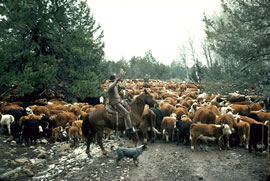 A man on a horse drives cattle down a dirt road.