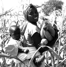 A woman gathers corn with a baby on her back.