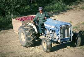 移民労働者がリンゴを運ぶトラクターを運転しています。
